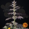 Barney's Farm - RS11 x Banana OG Strain