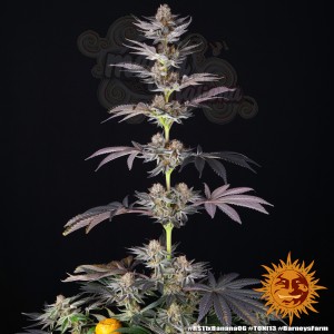 Barney's Farm - RS11 x Banana OG Strain