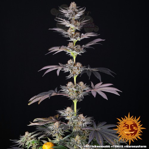 Barney's Farm - RS11 x Banana OG Strain