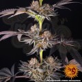 Barney's Farm - RS11 x Banana OG Strain
