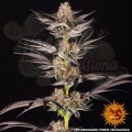 Barney's Farm - RS11 x Banana OG Strain