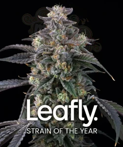 Barney's Farm - Super Boof