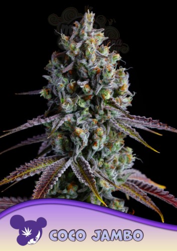 Anesia Seeds - Coco Jambo