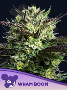 Anesia Seeds - Wham Boom
