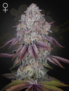 GREEN HOUSE SEEDS - Persian Pie 10szt