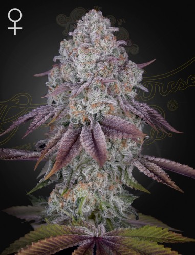 GREEN HOUSE SEEDS - Persian Pie 10szt