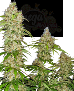 SENSI SEEDS - Banana Kush Cake 3szt