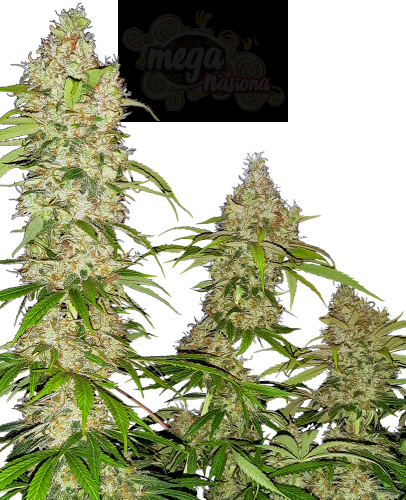SENSI SEEDS - Banana Kush Cake 3szt