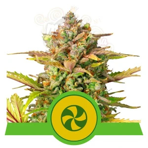 ROYAL QUEEN SEEDS - Sweet ZZ Auto 10szt