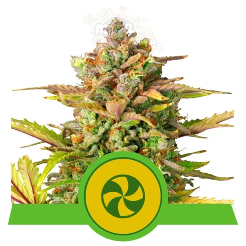 ROYAL QUEEN SEEDS - Sweet ZZ Auto 10szt