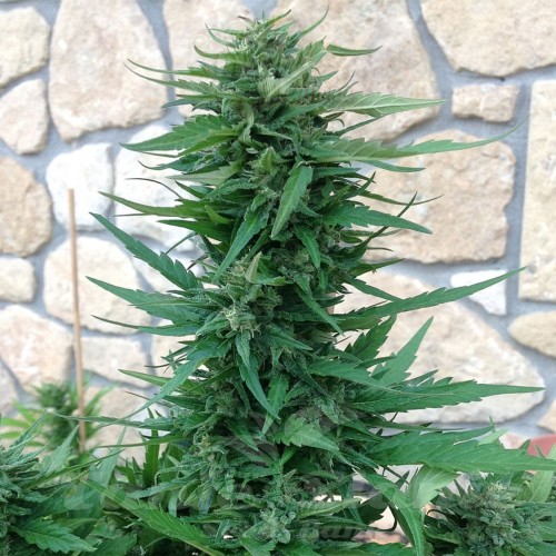 Sweet Tooth Auto