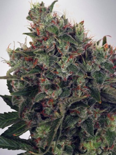 MINISTRY OF CANNABIS - Ultra White Amnesia