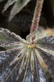 DINAFEM - Bubba Kush CBD