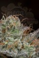 DINAFEM - Bubba Kush CBD