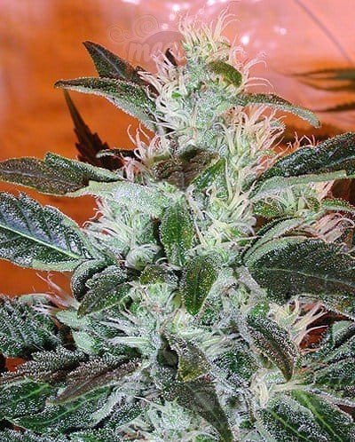 Lowryder#2 Auto
