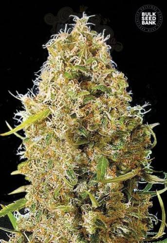 BULK SEED BANK - Auto Kali's Mistery