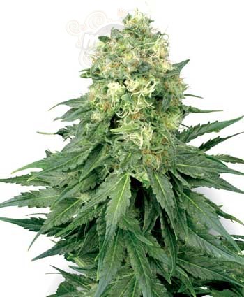 WHITE LABEL - White Widow