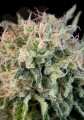 DINAFEM - Critical Jack 5szt
