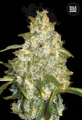 BULK SEED BANK - Auto Good Wild Shark