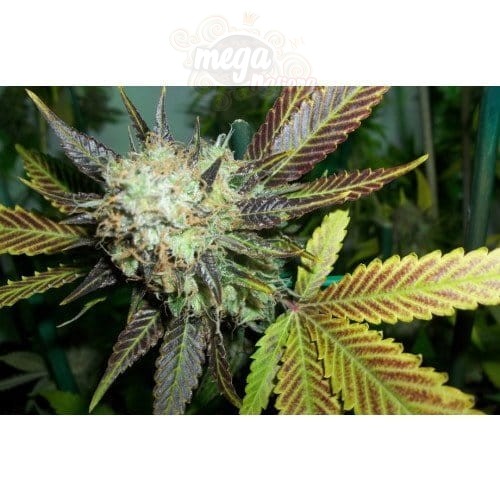PARADISE SEEDS - Lucid Bolt