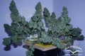 DUTCH PASSION - Auto Blueberry®