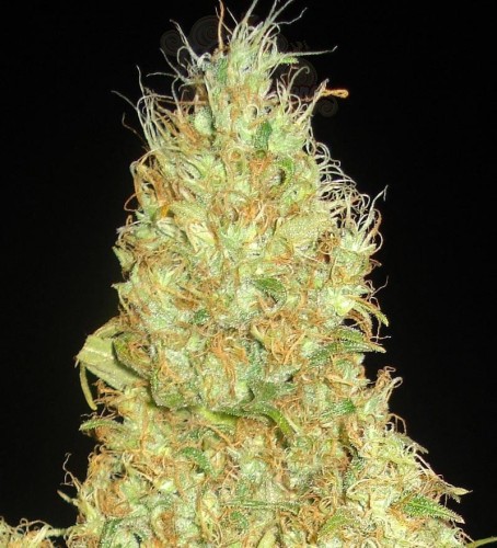 DELICOUS SEEDS - Fruity Chronic Juice