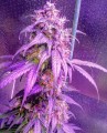 Hindu Kush Auto