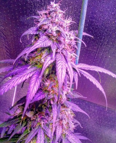 Hindu Kush Auto