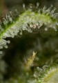 DINAFEM - Critical Jack 5szt