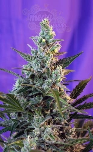 SWEET SEEDS - Sweet Skunk F1 Fast Version