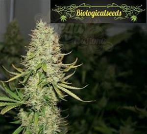 Biological Seeds - Auto Amnesia Haze