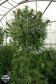 DINAFEM - Moby Dick