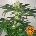 BARNEY'S FARM - Critical Kush Auto