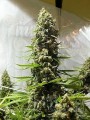 White Russian Auto