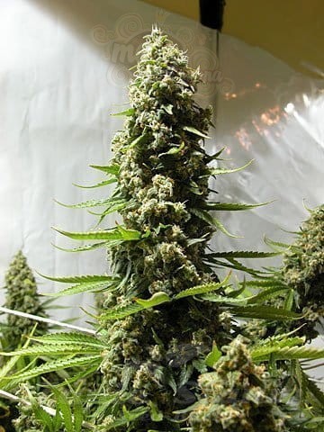 White Russian Auto