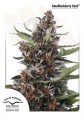 DUTCH PASSION - Auto Blackberry Kush®