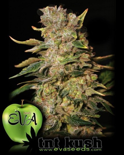 EVA SEEDS - TNT Kush