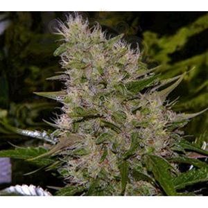 Biological Seeds - Auto Critical