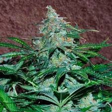 WORLD OF SEEDS - Amnesia Auto