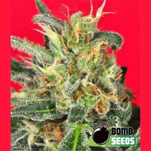 BOMB SEEDS - Cluster Bomb