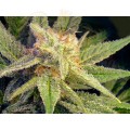 NIRVANA - Blue Mystic Auto