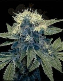 DNA GENETICS - Sharksbreath '09