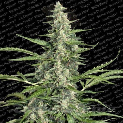 PARADISE SEEDS - Pandora Auto