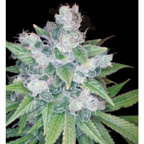 RESERVA PRIVADA - Kandy Kush