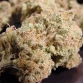 PARADISE SEEDS - Nebula