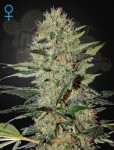 GREEN HOUSE SEEDS - Exodus Cheese Auto