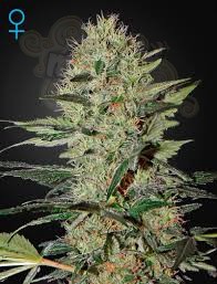 GREEN HOUSE SEEDS - Exodus Cheese Auto
