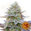 BARNEY'S FARM - Gorilla Zkittlez