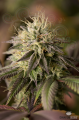DINAFEM - Remo Chemo
