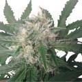 ROYAL QUEEN SEEDS - Royal Bluematic Automatic